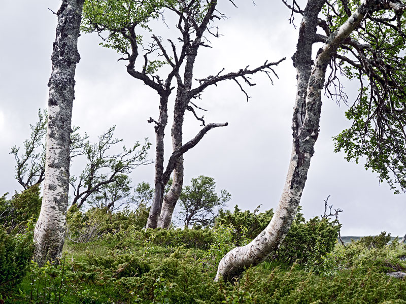 MIT DER PENTAX 645D IN NORWEGEN