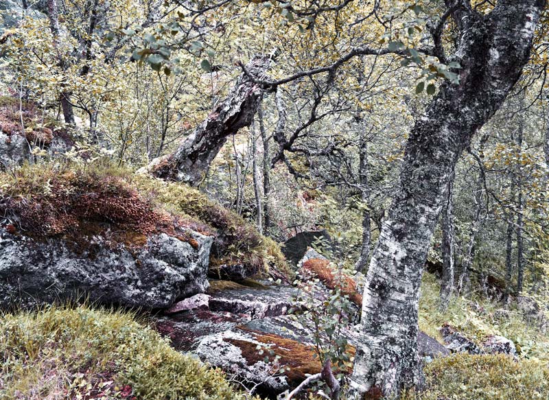 AM HARDANGERVIDDA 01